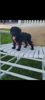 Adam, a male Jack Russell Terrier and Poodle - Miniature  for sale in Montgomery, IN – 1 of 2