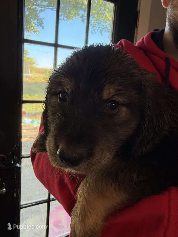 Bianca – Goberian puppy for sale in Campbellsburg, IN