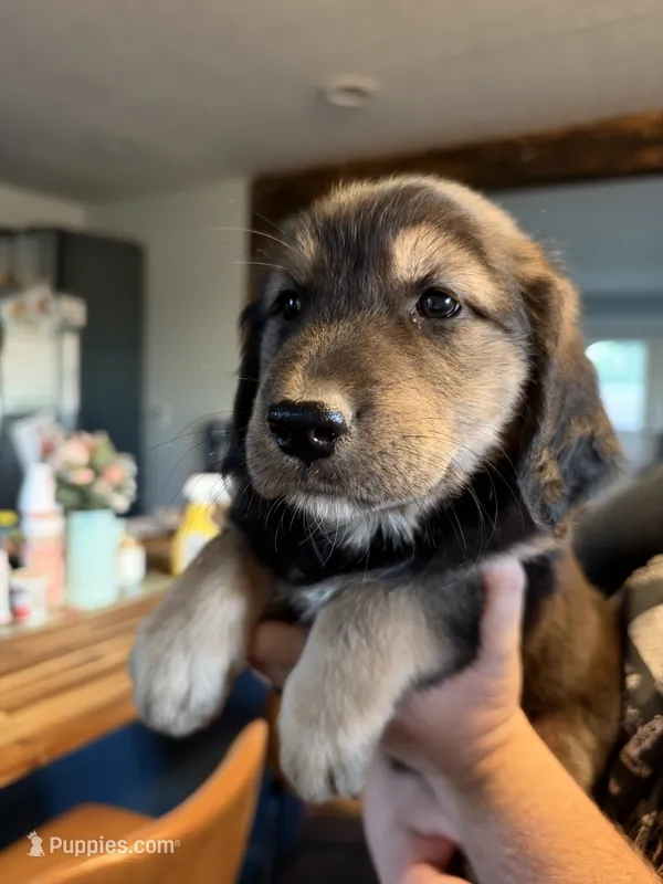 Lucy – Goberian puppy for sale in Campbellsburg, IN