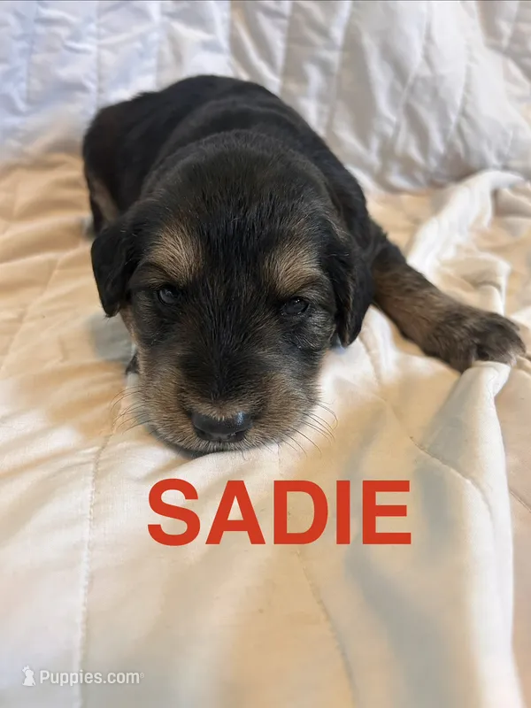 Sadie – Goberian puppy for sale in Campbellsburg, IN