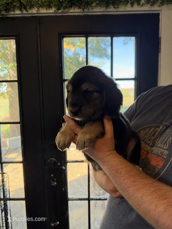 Grover – Goberian puppy for sale in Campbellsburg, IN
