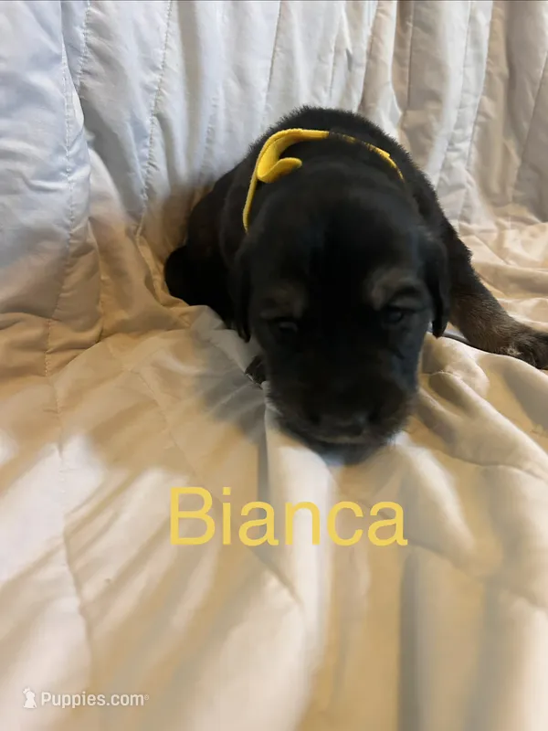 Bianca – Goberian puppy for sale in Campbellsburg, IN
