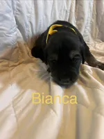 Bianca, a female Goberian for sale in Campbellsburg, IN – 1 of 1