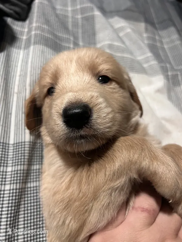 Luke  – Goberian puppy for sale in Campbellsburg, IN