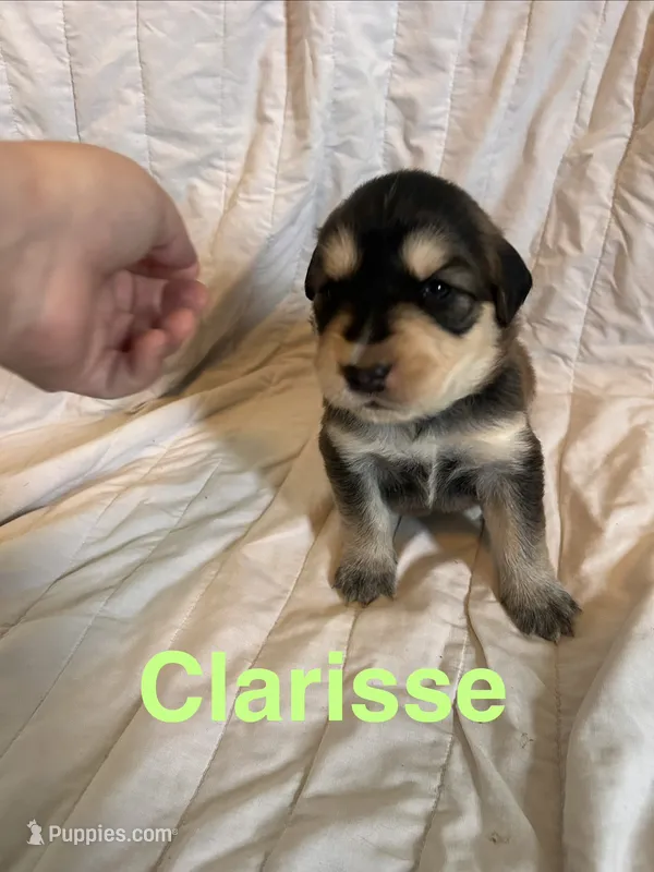 Clarisse – Goberian puppy for sale in Campbellsburg, IN