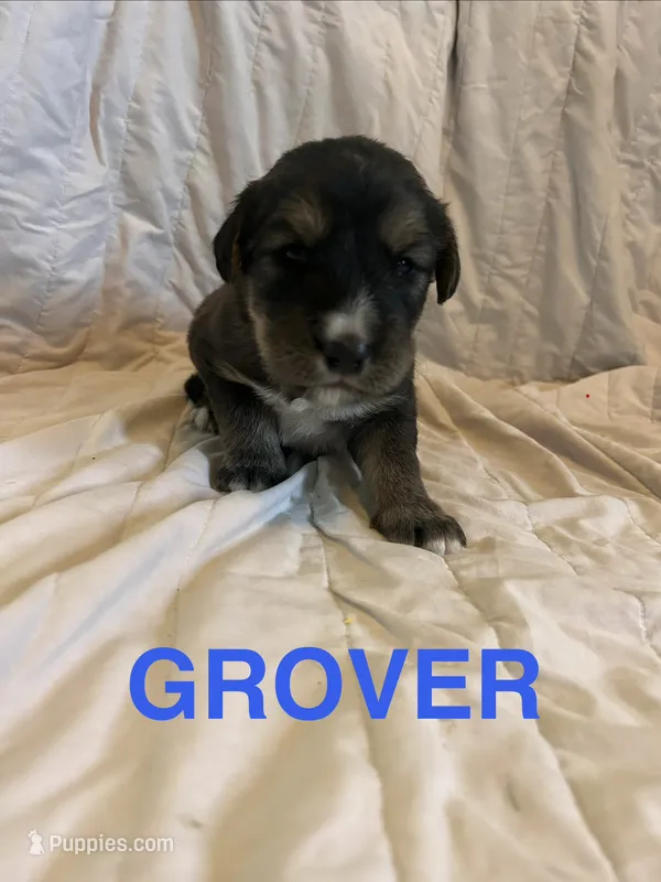 Grover – Goberian puppy for sale in Campbellsburg, IN