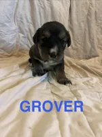 Grover, a male Goberian for sale in Campbellsburg, IN – 1 of 1