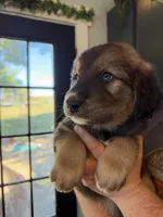 Lucy, a female Goberian for sale in Campbellsburg, IN – 1 of 1