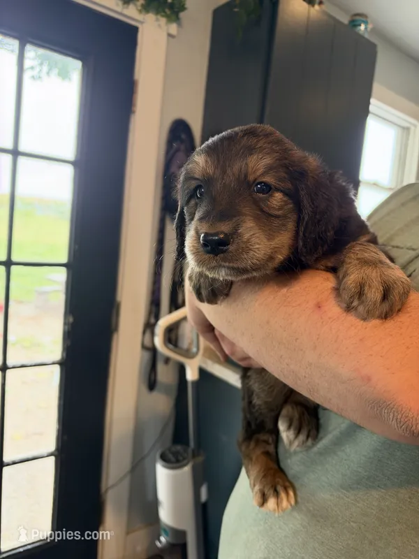 Sadie – Goberian puppy for sale in Campbellsburg, IN