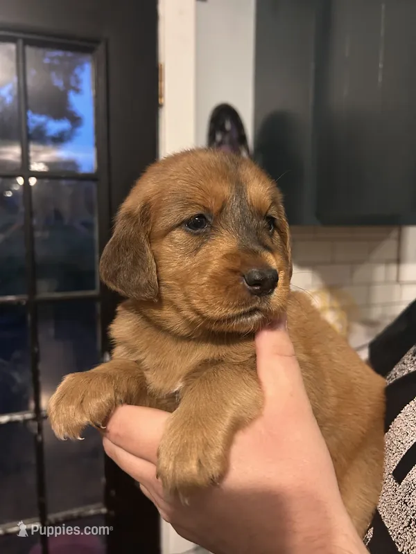 Rachel – Goberian puppy for sale in Campbellsburg, IN