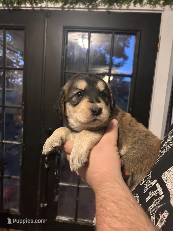 Zoe – Goberian puppy for sale in Campbellsburg, IN