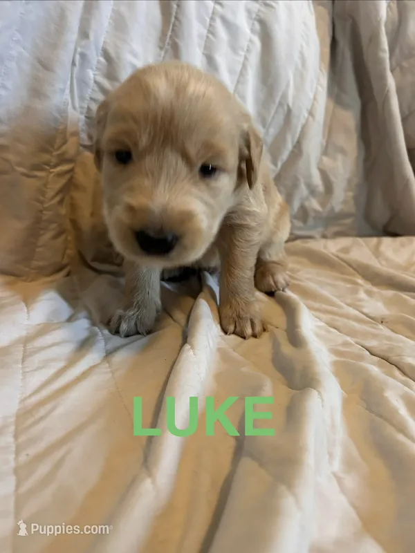 Luke  – Goberian puppy for sale in Campbellsburg, IN