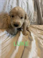 Luke , a male Goberian for sale in Campbellsburg, IN – 1 of 1