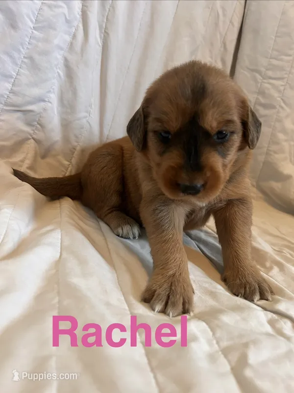Rachel – Goberian puppy for sale in Campbellsburg, IN