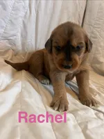 Rachel, a female Goberian for sale in Campbellsburg, IN – 1 of 1