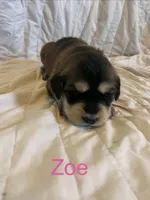 Zoe, a female Goberian for sale in Campbellsburg, IN – 1 of 1
