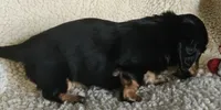 Gin g2, a female Miniature Dachshund for sale in Rockford, IL – 2 of 4