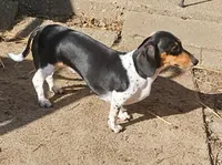 Ellie, a female Miniature Dachshund for sale in Rockford, IL – Photo 1 of 5