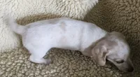 Gins pied, a female Miniature Dachshund for sale in Rockford, IL – 2 of 4
