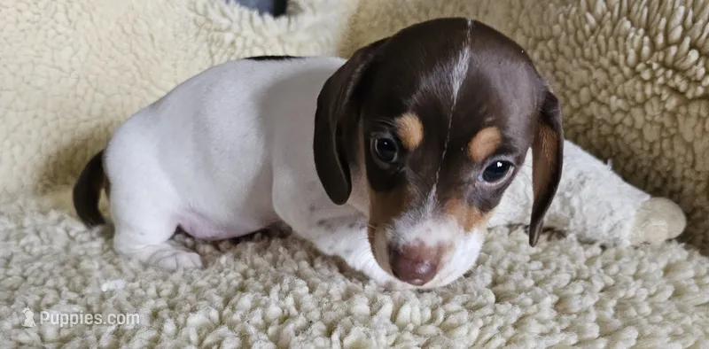 Chocolate pied – Miniature Dachshund puppy for sale in Rockford, IL