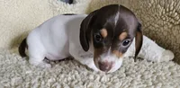 Chocolate pied, a male Miniature Dachshund for sale in Rockford, IL – 3 of 4