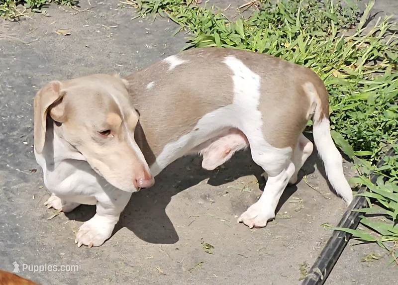 Pinto – Miniature Dachshund puppy for sale in Rockford, IL
