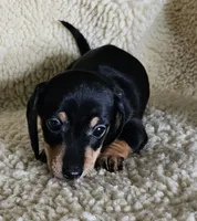Short hair boy, a male Miniature Dachshund for sale in Rockford, IL – 2 of 3