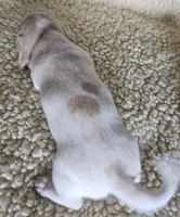 Gins pied, a female Miniature Dachshund for sale in Rockford, IL – 4 of 4