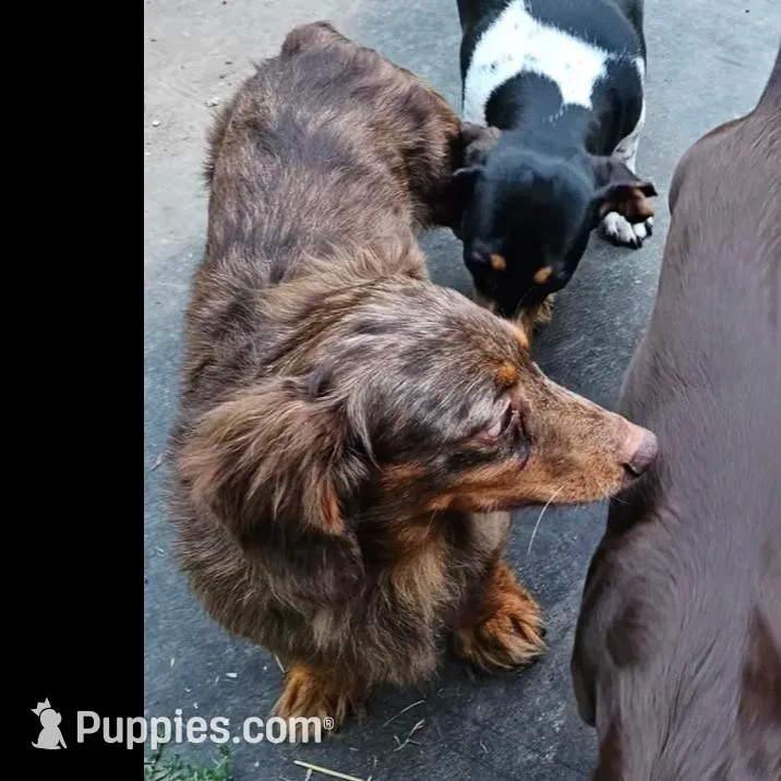 Mr Miyagi, a male Miniature Dachshund for sale in Rockford, IL – Photo 2 of 6