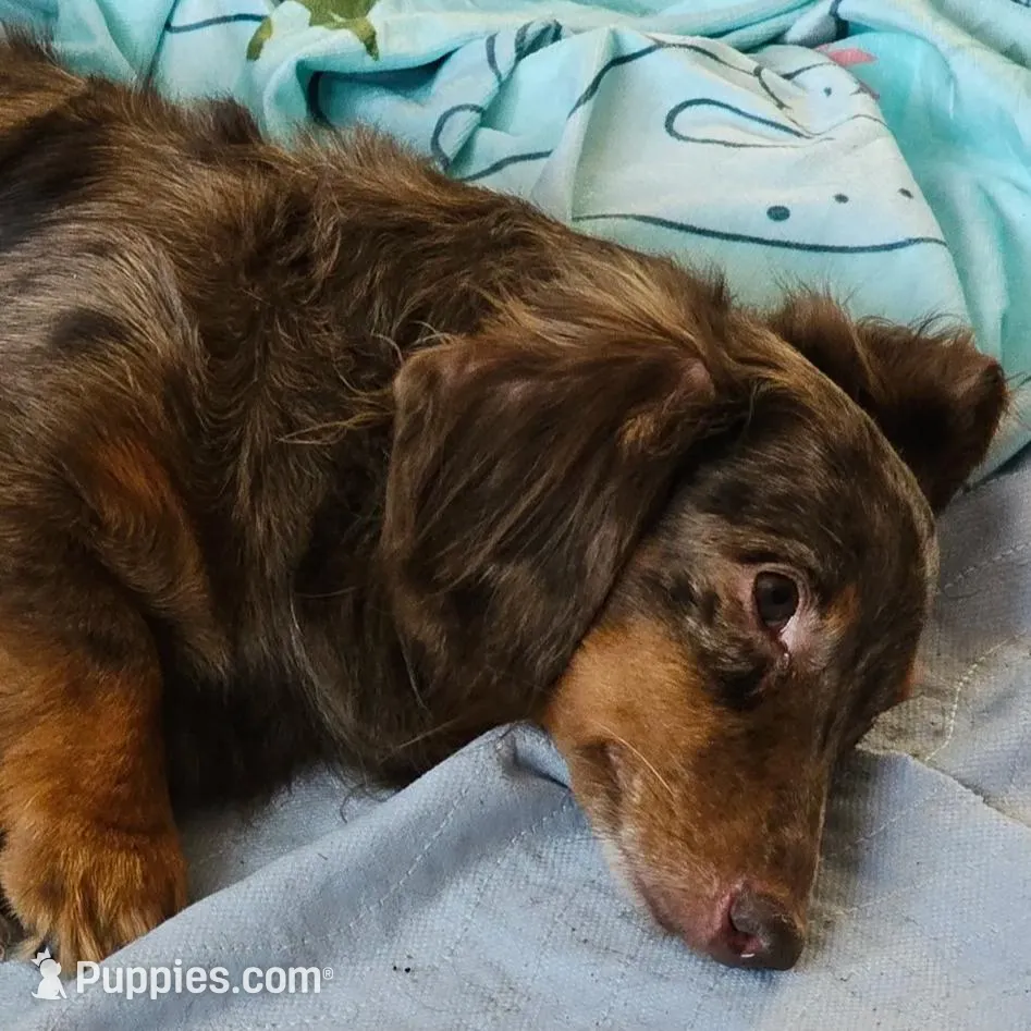 Mr Miyagi, a male Miniature Dachshund for sale in Rockford, IL – Photo 6 of 6