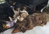 Mr Miyagi, a male Miniature Dachshund for sale in Rockford, IL – Photo 3 of 6