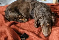Mr Miyagi, a male Miniature Dachshund for sale in Rockford, IL – Photo 4 of 6