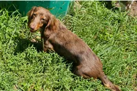 Chloe, a female Miniature Dachshund for sale in Rockford, IL – 3 of 3