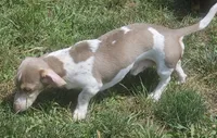 Isabella NAPR Reg., a male Miniature Dachshund for sale in Rockford, IL – 2 of 4