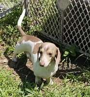 Pinto, a male Miniature Dachshund for sale in Rockford, IL – 6 of 7