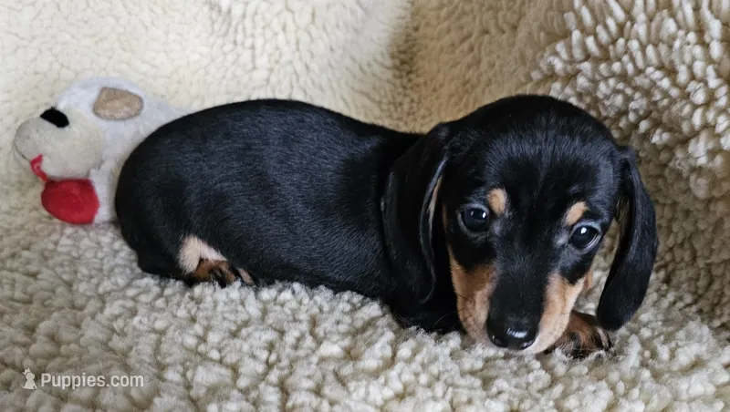 Short hair boy – Miniature Dachshund puppy for sale in Rockford, IL