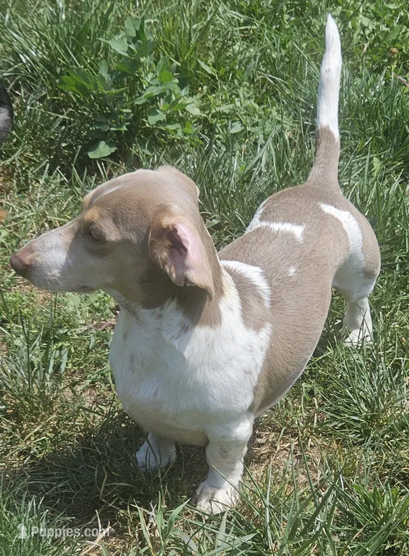 Isabella NAPR Reg. – Miniature Dachshund puppy for sale in Rockford, IL