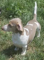 Isabella NAPR Reg., a male Miniature Dachshund for sale in Rockford, IL – 1 of 4