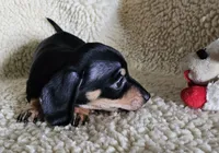 Short hair boy, a male Miniature Dachshund for sale in Rockford, IL – 3 of 3