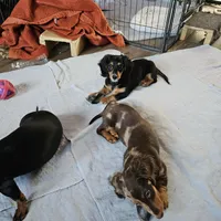 Ready now, a female Miniature Dachshund for sale in Rockford, IL – Photo 3 of 3