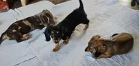 Ready now, a female Miniature Dachshund for sale in Rockford, IL – Photo 2 of 3