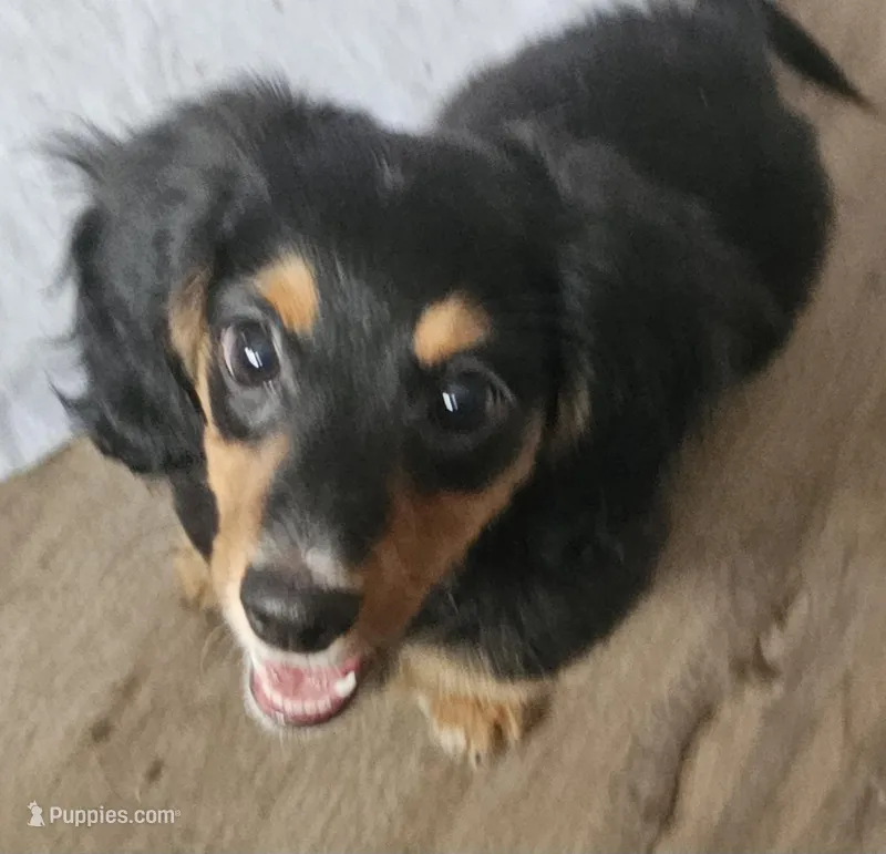 Ready now – Miniature Dachshund puppy for sale in Rockford, IL