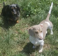 Isabella NAPR Reg., a male Miniature Dachshund for sale in Rockford, IL – 3 of 4