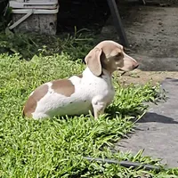 Pinto, a male Miniature Dachshund for sale in Rockford, IL – 4 of 7