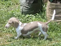 Isabella NAPR Reg., a male Miniature Dachshund for sale in Rockford, IL – 4 of 4