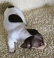 Chocolate pied, a male Miniature Dachshund for sale in Rockford, IL – 2 of 4