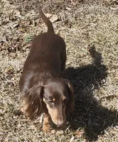 Cocoa, a female Miniature Dachshund for sale in Rockford, IL – Photo 4 of 5