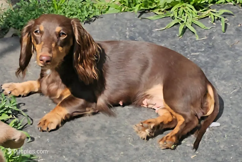 Cocoa, a female Miniature Dachshund for sale in Rockford, IL – Photo 1 of 5