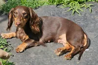 Cocoa, a female Miniature Dachshund for sale in Rockford, IL – Photo 1 of 5