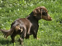 Cocoa, a female Miniature Dachshund for sale in Rockford, IL – Photo 3 of 5